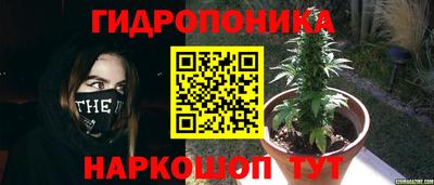 шишки Краснодар
